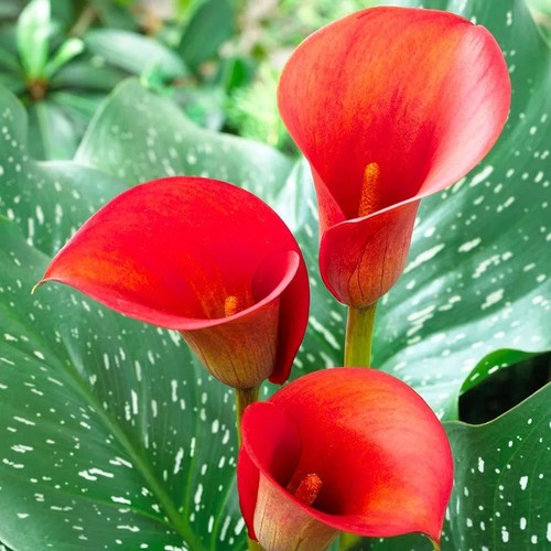 Red calla lily - 3,