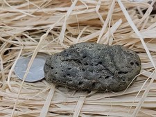 Real Dinosaur Egg Fossil Uv