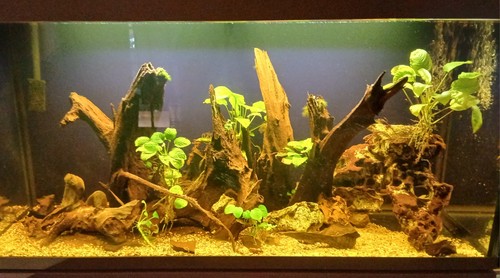 Fish tank and cabinet - fish,