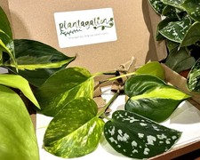 Golden Pothos, Neon, Brasil & Satin Plant Cuttings MIX x 5 | Christmas Giftbox