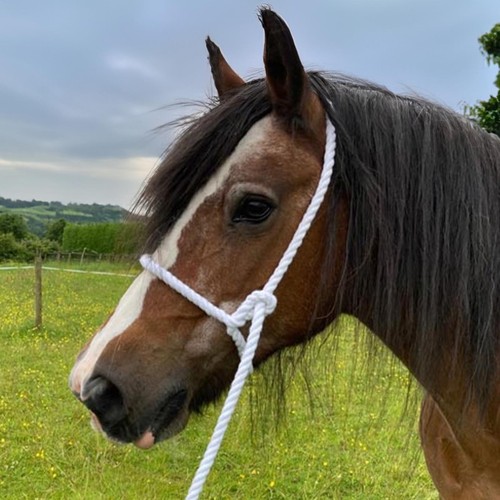 Elico adjustable rope horse - adjustable,