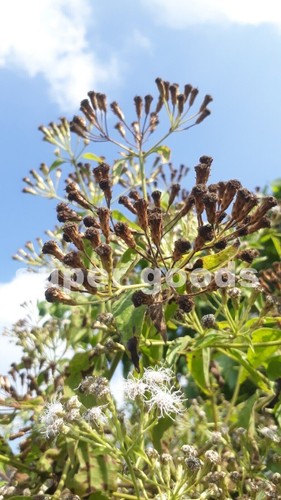 Mexican dream herb - dream, 10pc