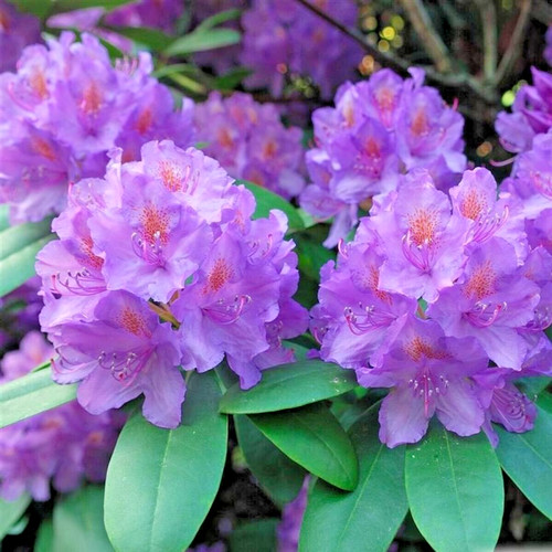 Sale large rhododendron - sale,