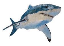 Shark Plaque - Great White Sharks - Great White Shark-Jaws Shark Plaques -OC10-P