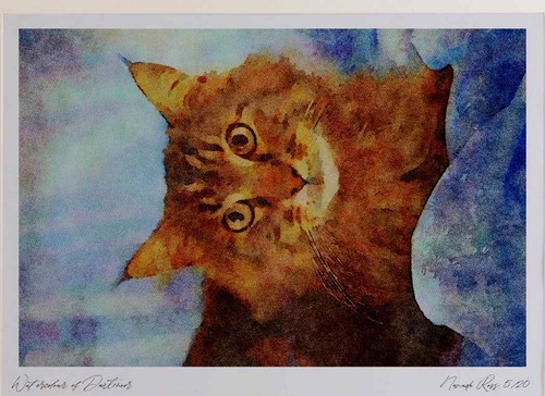 458043 maine coon - coon, tabby