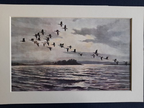 Vintage peter scott print - vintage,