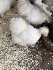 6 X White Silkie