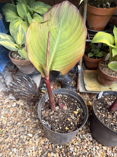 Canna musifolia plant - canna,