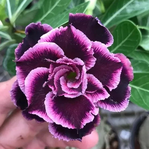 Twilight bloom adenium - bloom",