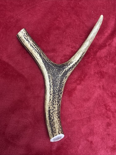 One piece deer antler y - deer,