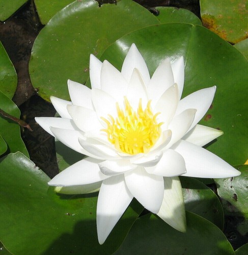 Water lily pond - pond, plant