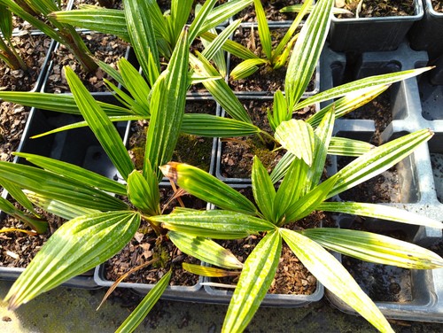 Trachycarpus fortunei