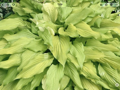 Hosta lipstick blonde pot - blonde,