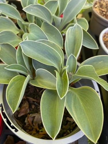Hosta blue mouse ears - hosta,