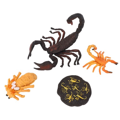 Scorpion growth cycle toy - scorpion,