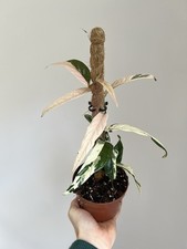 Ficus sagittata 'Variegata