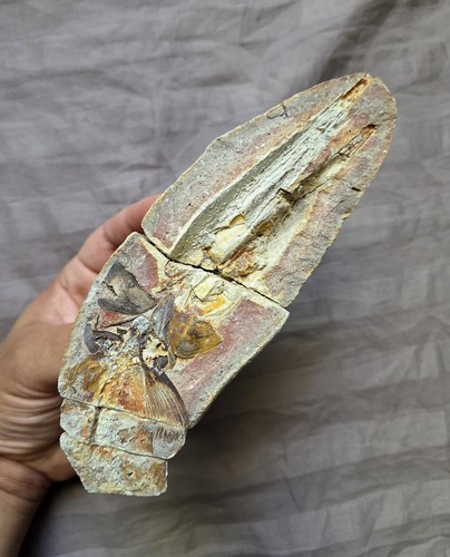 Rare saurichthys fossil fish - rare,
