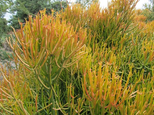 Succulents euphorbia - succulents,