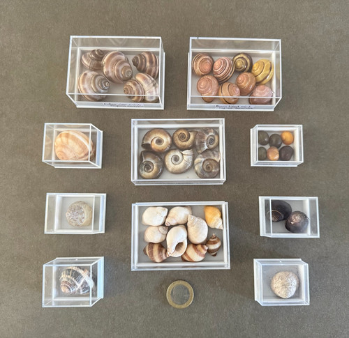 Shells ten species of - 40,