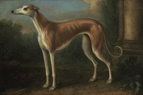 John wootton greyhound in - wootton, a