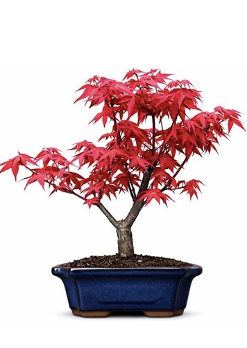 Japanese maple acer bonsai - acer,
