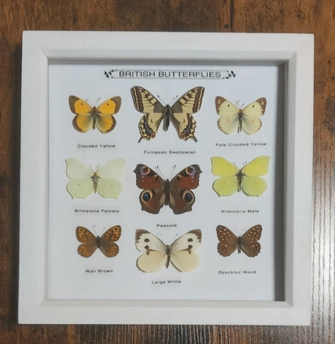 Taxidermy framed real british - framed,