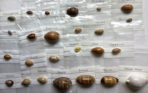 Small starter cowrie - small,