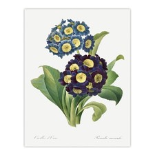 Floral Primula Auricula