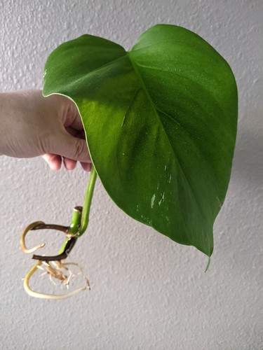 Monstera albo deliciosa - monstera,