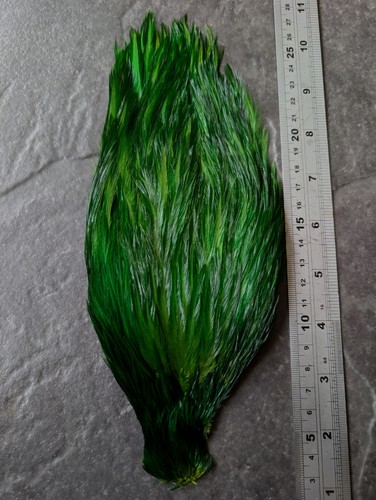 Parrot green chinese - chinese, cape