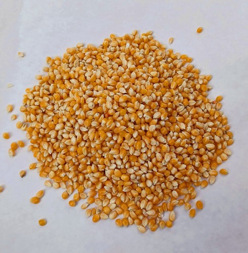 Popcorn maize seeds - popcorn,, seeds,