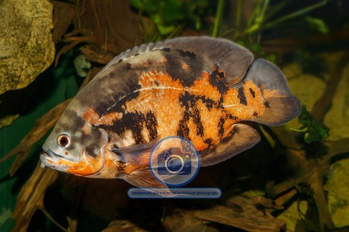 Oscar fish karlsruhe zoo - fish,