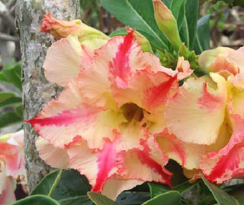 100 adenium obesum double - 100, obesum,