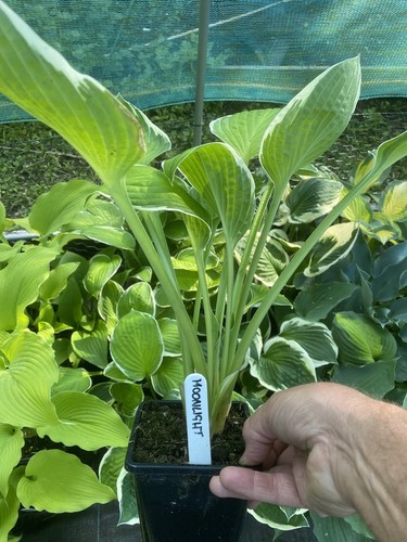 Hosta moonlight second year - moonlight,