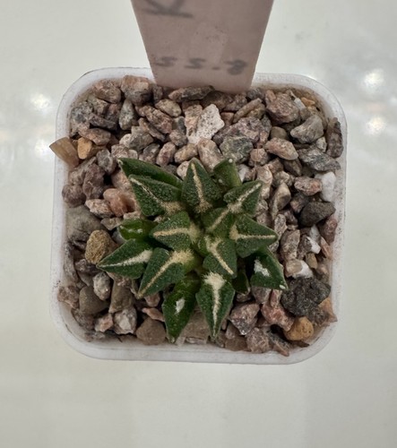 Ariocarpus kotschoubeyanus - ,