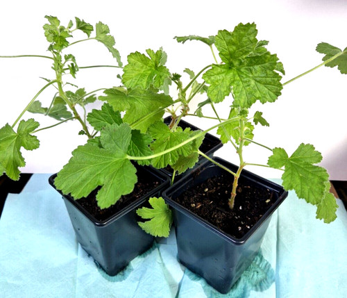 Pelargonium attar roses - attar, of