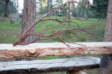 Manzanita Thin Branch for