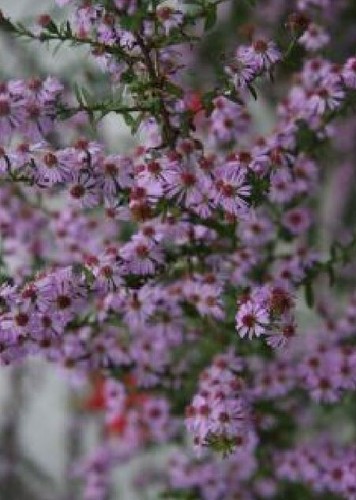 Aster ericoides pink cloud - aster,