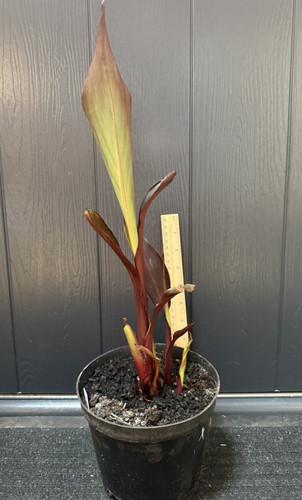 Canna herman plant large - herman,