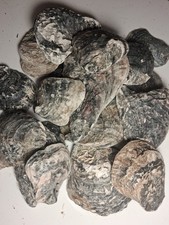 20x UK Native Wild Oyster