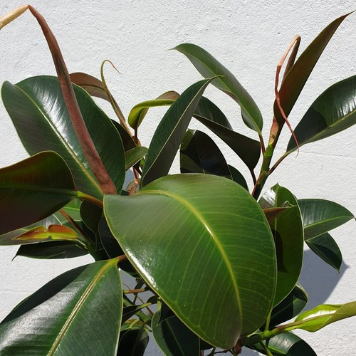 Rubber plant ficus melany - rubber,