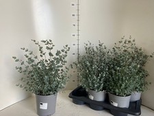 Fragrant Baby blue Eucalyptus gunnii tree - Evergreen in 17cm pot 45cm tall