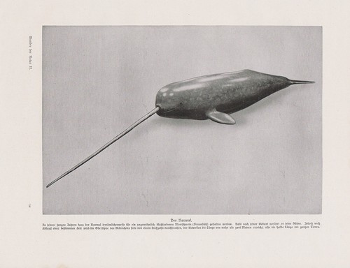 Narwhal monodon monoceros - narwhal,