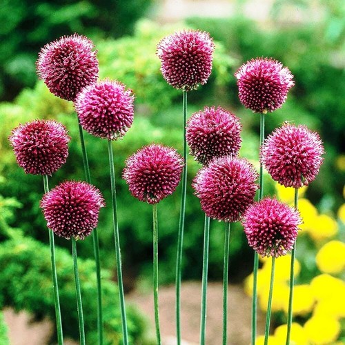 Potted litre allium - 1, 1