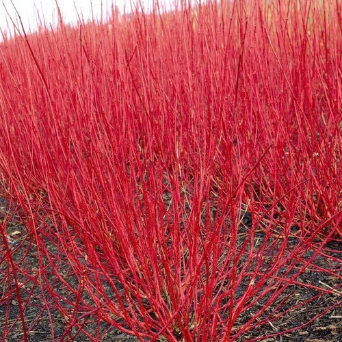 Cornus alba sibirica - 'sibirica',