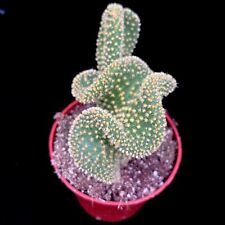 Opuntia  Microdesis Cristaat 'Crested Prickly Pear Cactus  in 8cm Pot