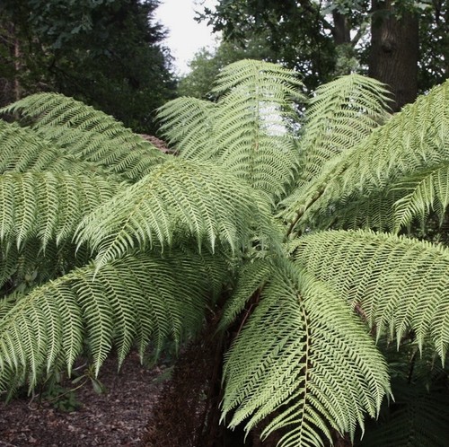 Xxxl male fern plant - xxxl,
