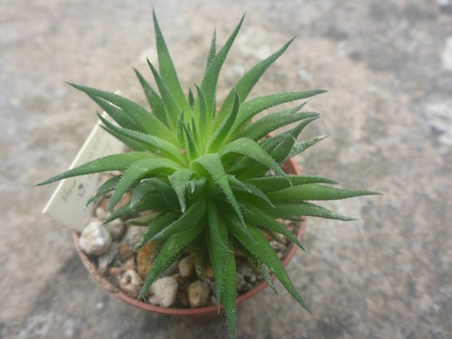 Haworthia monticola