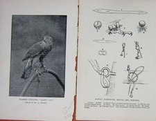 Old Antique Print 1900