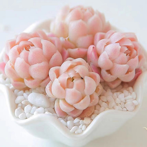 Echeveria elegans alba - elegans, alba,